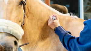 Laser til hest Vejle