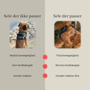 hvilken sele passer hund