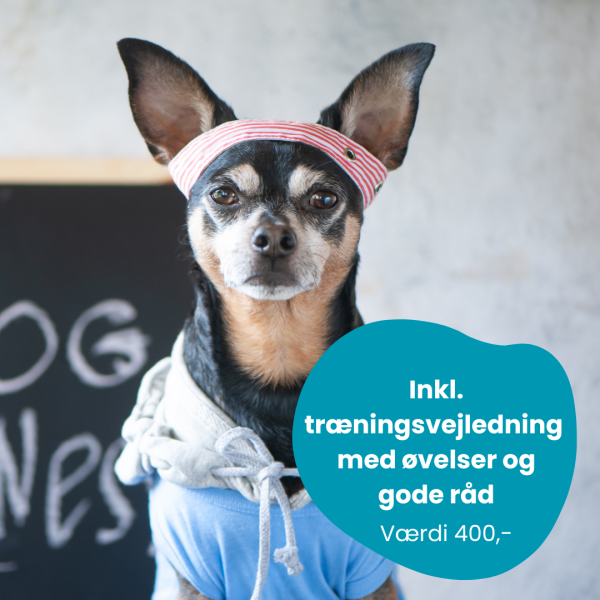 træningsprogram hund