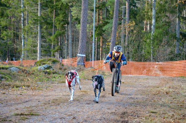 Non-stop Bungee leash double - Image 4