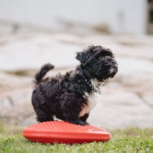 balance træning lille hund