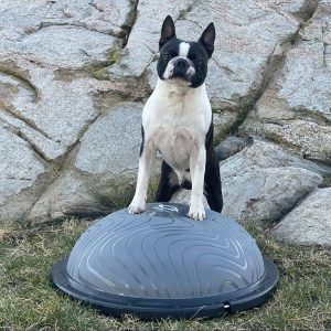 bosu bold hund