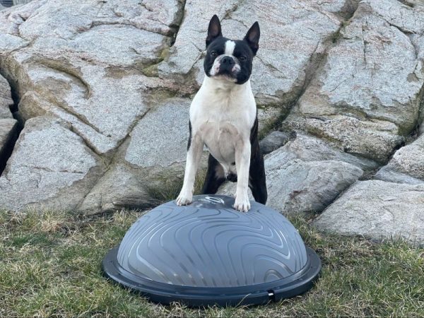 bosu bold hund