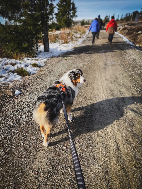 Non-stop Touring bungee leash - Image 5