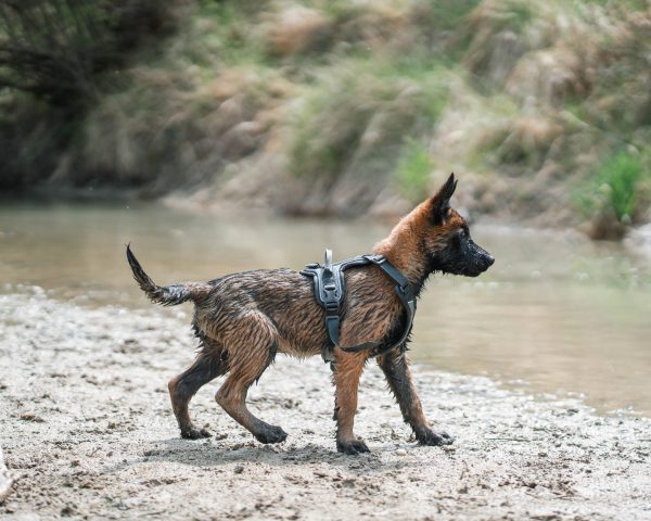 Non-stop Ramble harness sele - Image 7