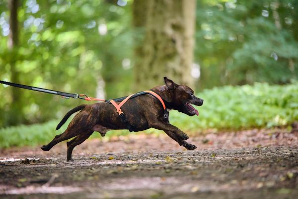 Non-stop Rush harness - Image 10