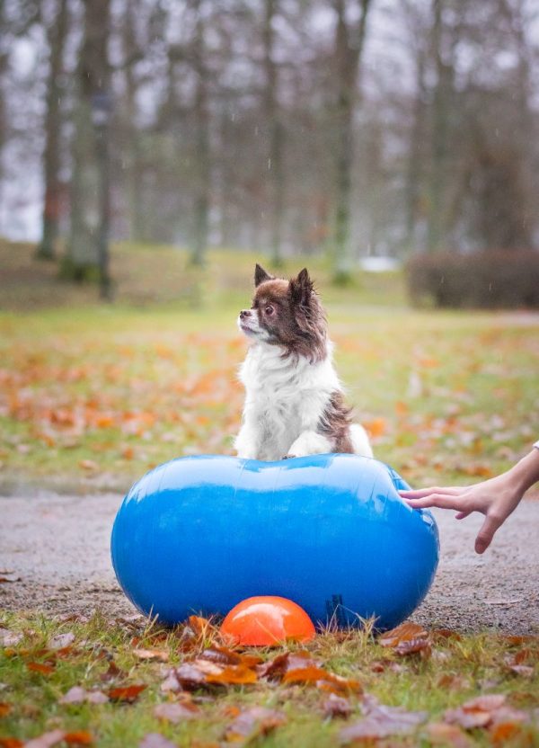 balancebold lille hund